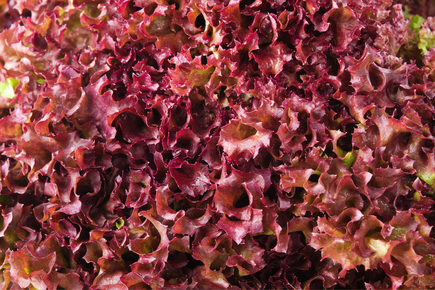 Lollo rosso stuk 2